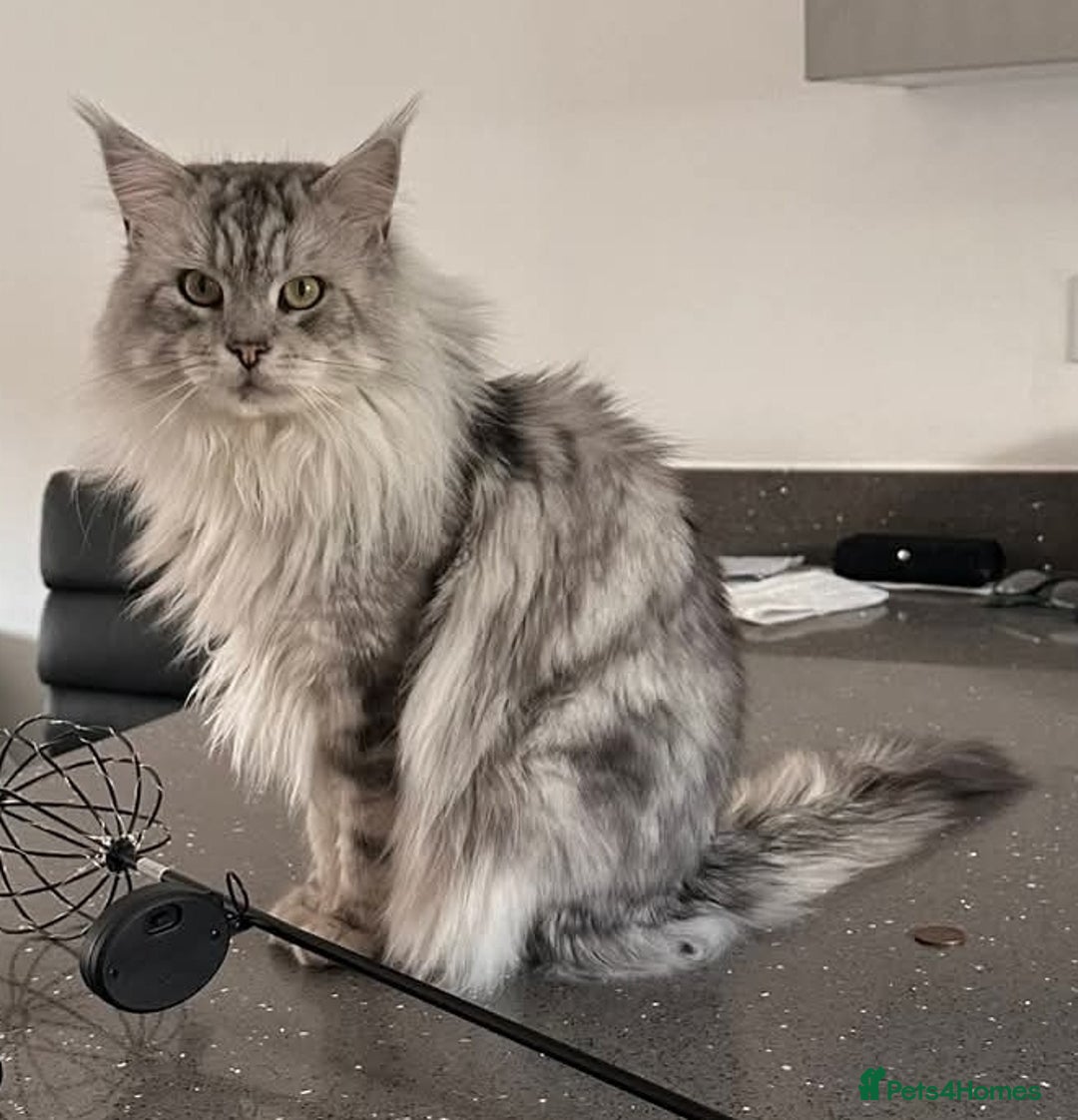 Maine Coon cats for sale: Beautiful boy re available  - Image 5