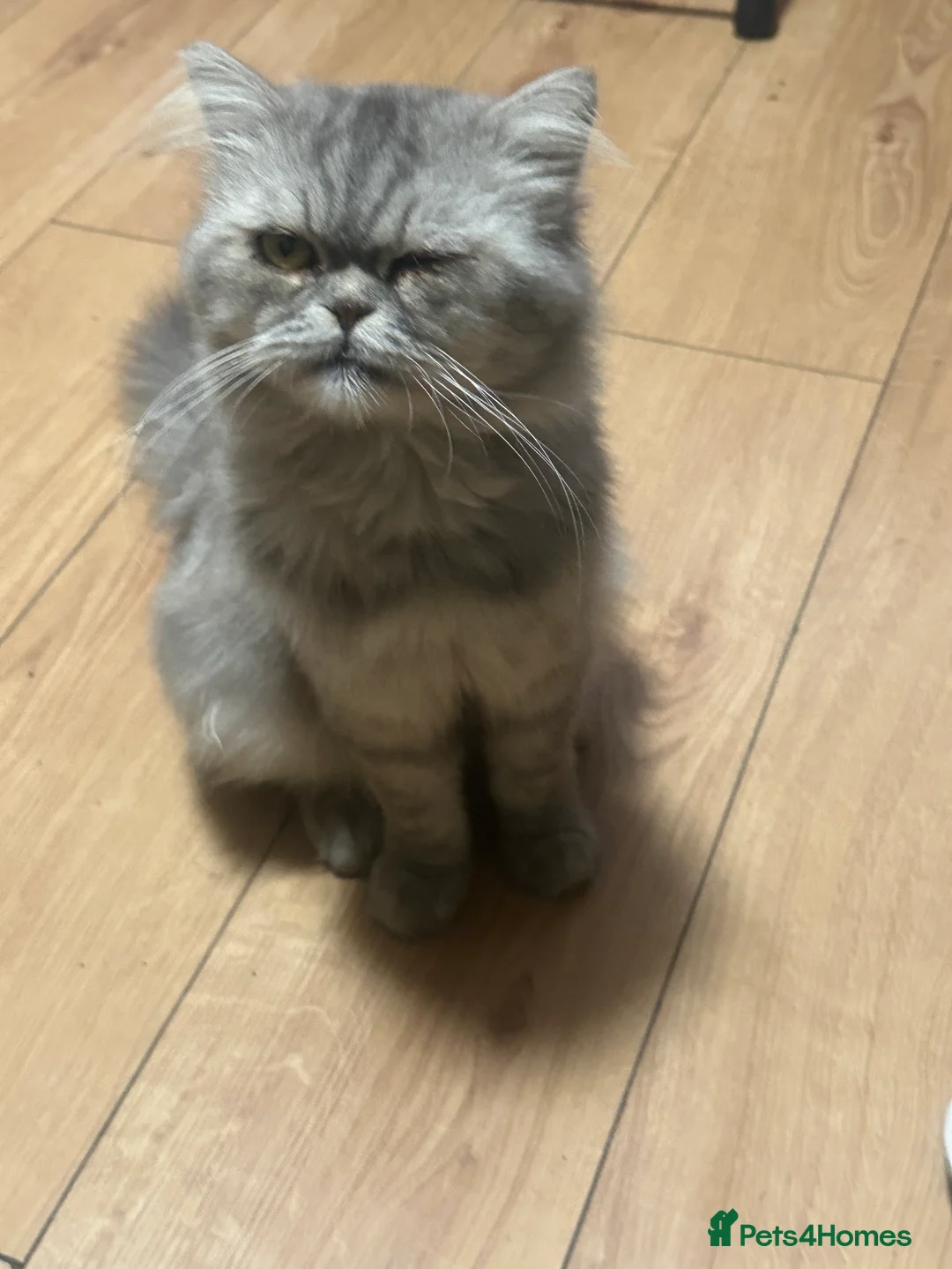 Mixed Breed cats for sale: Persian Male Cat – Free to a Loving Home - Advert 2