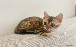 Bengal cats for sale: Stunning Bengal GIRL Kitten, TICA– ready 12/08/25 - Image 1