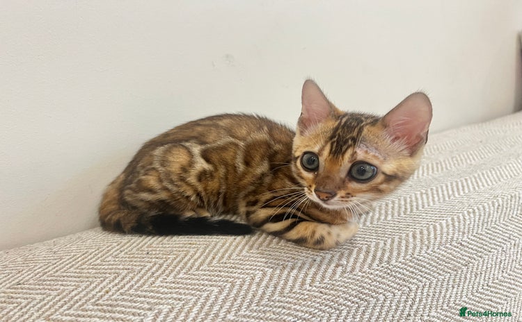 Bengal cats - Advert 7