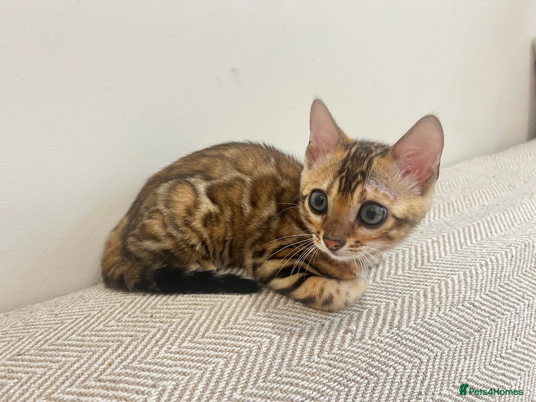 Bengal cats for sale: Stunning Bengal GIRL Kitten, TICA– ready 12/08/25 - Image 1