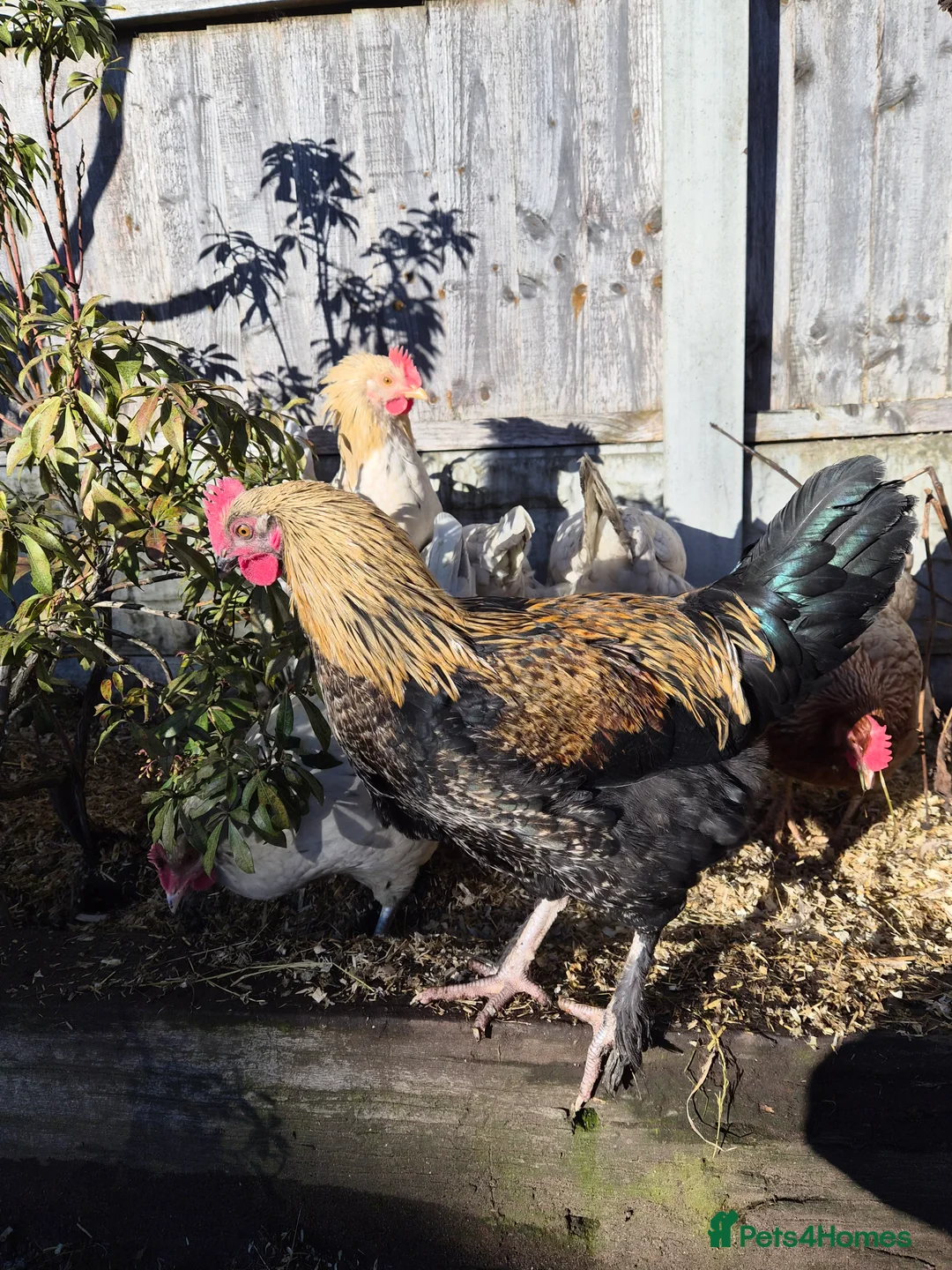 Chickens poultry for sale: Stunning , boy for a good home - Advert 3