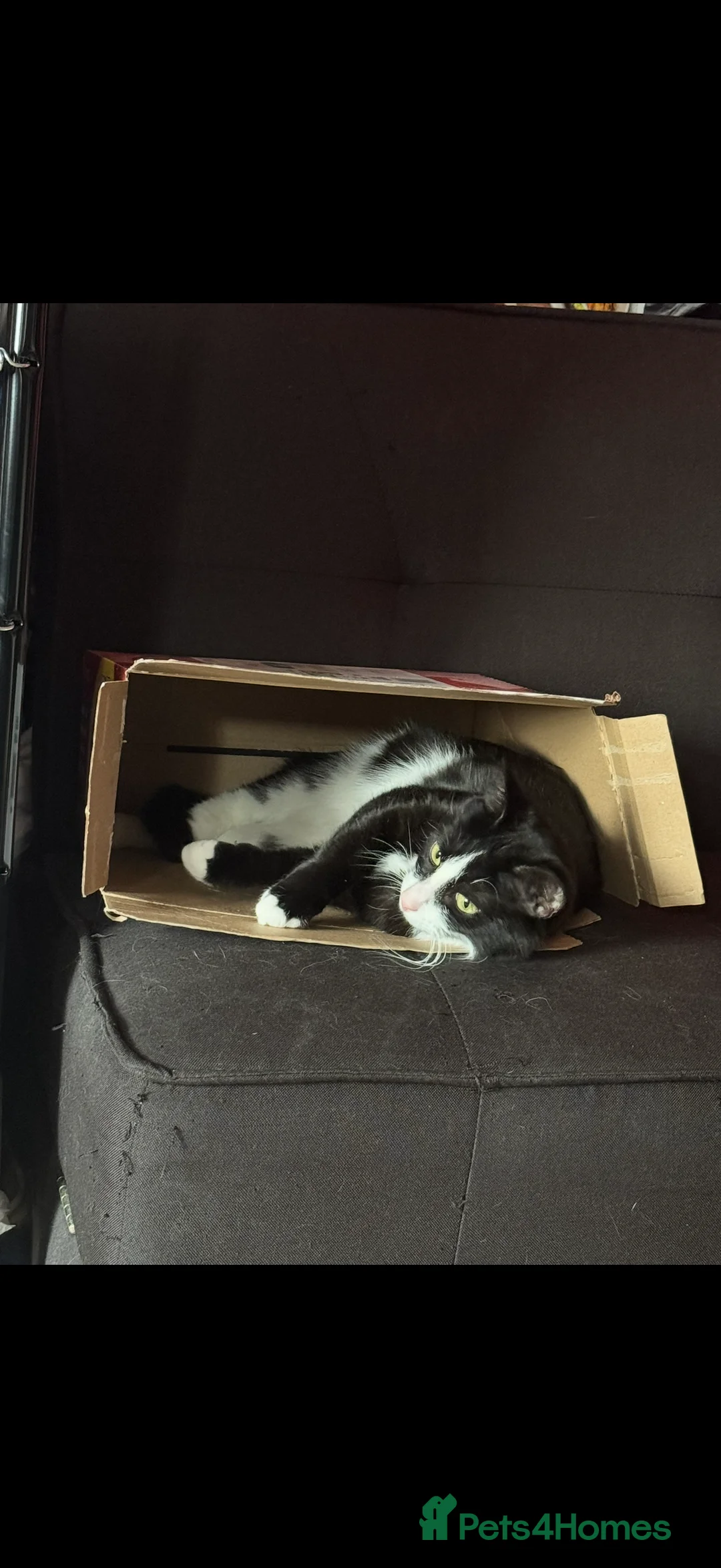 Mixed Breed cats for sale: Two male house trained brothers - Advert 6