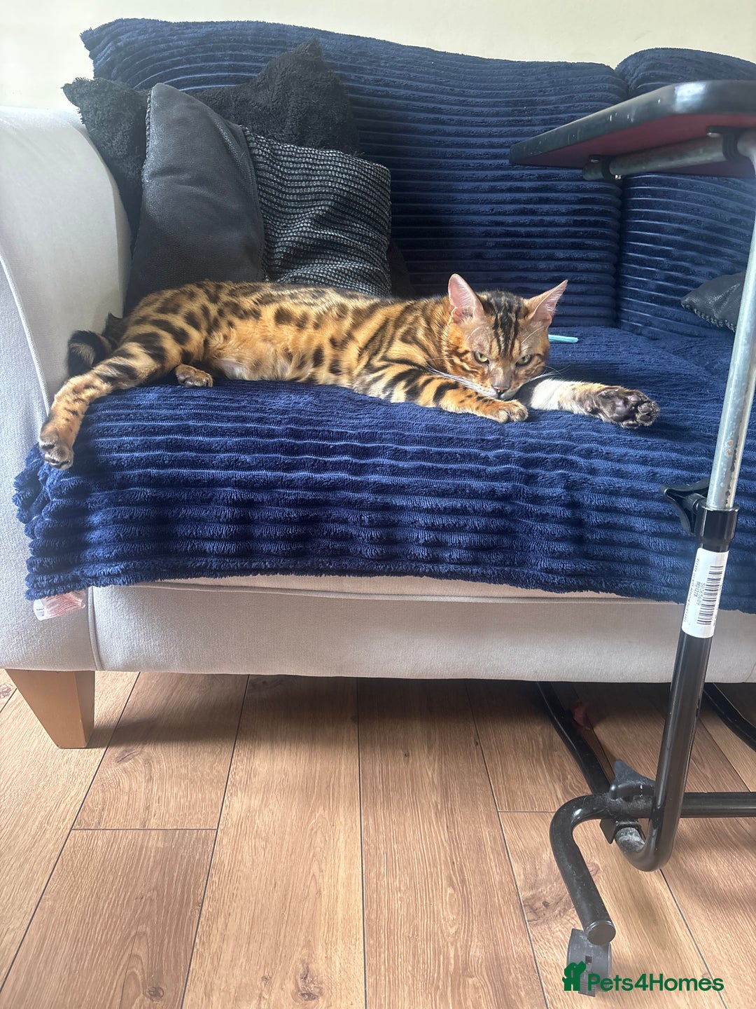 Bengal cats for sale: Exotic Bengal Cat with Bold Rosettes for Sale - Image 1