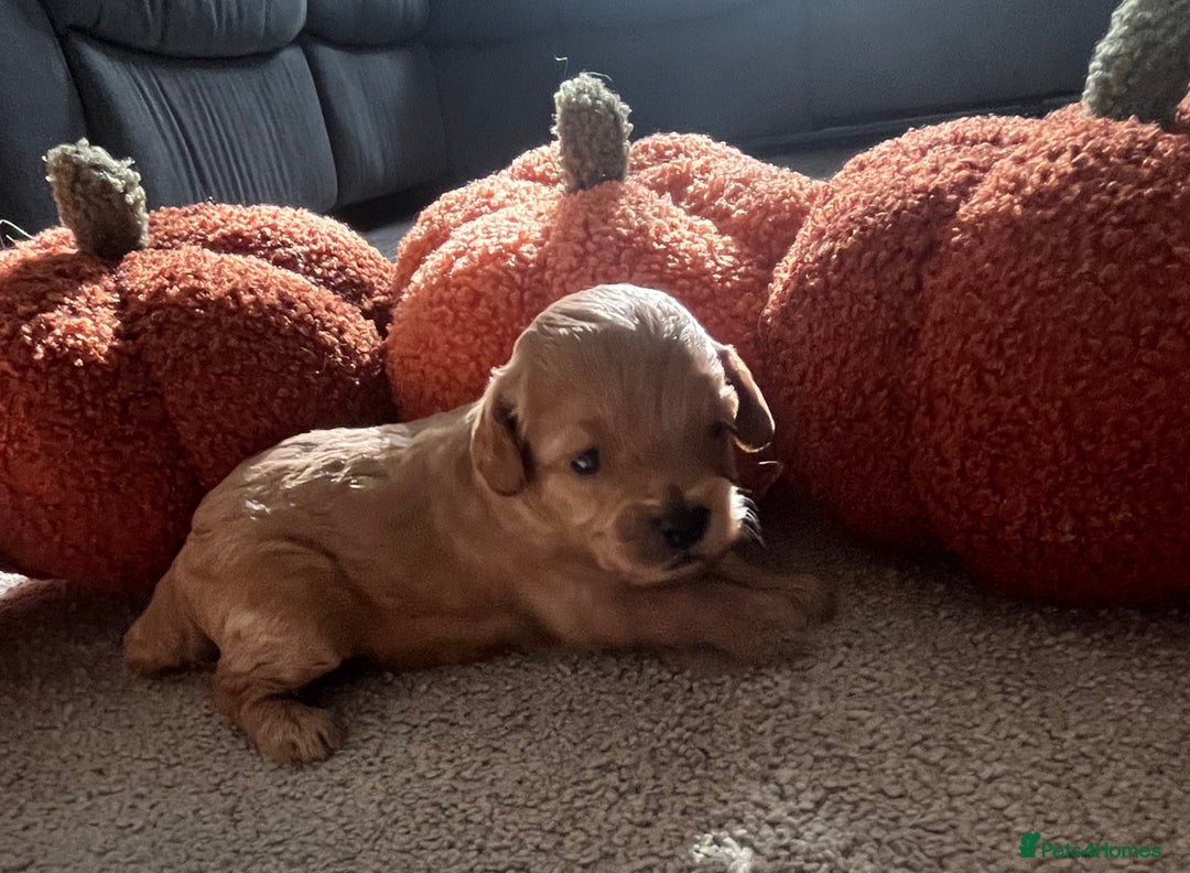 Cavapoo dogs for sale: Beautiful cavapoo puppies 🐾 - Image 4