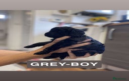 Cockapoo dogs for sale: Beautiful F1B Cockerpoos🐶 - Image 20