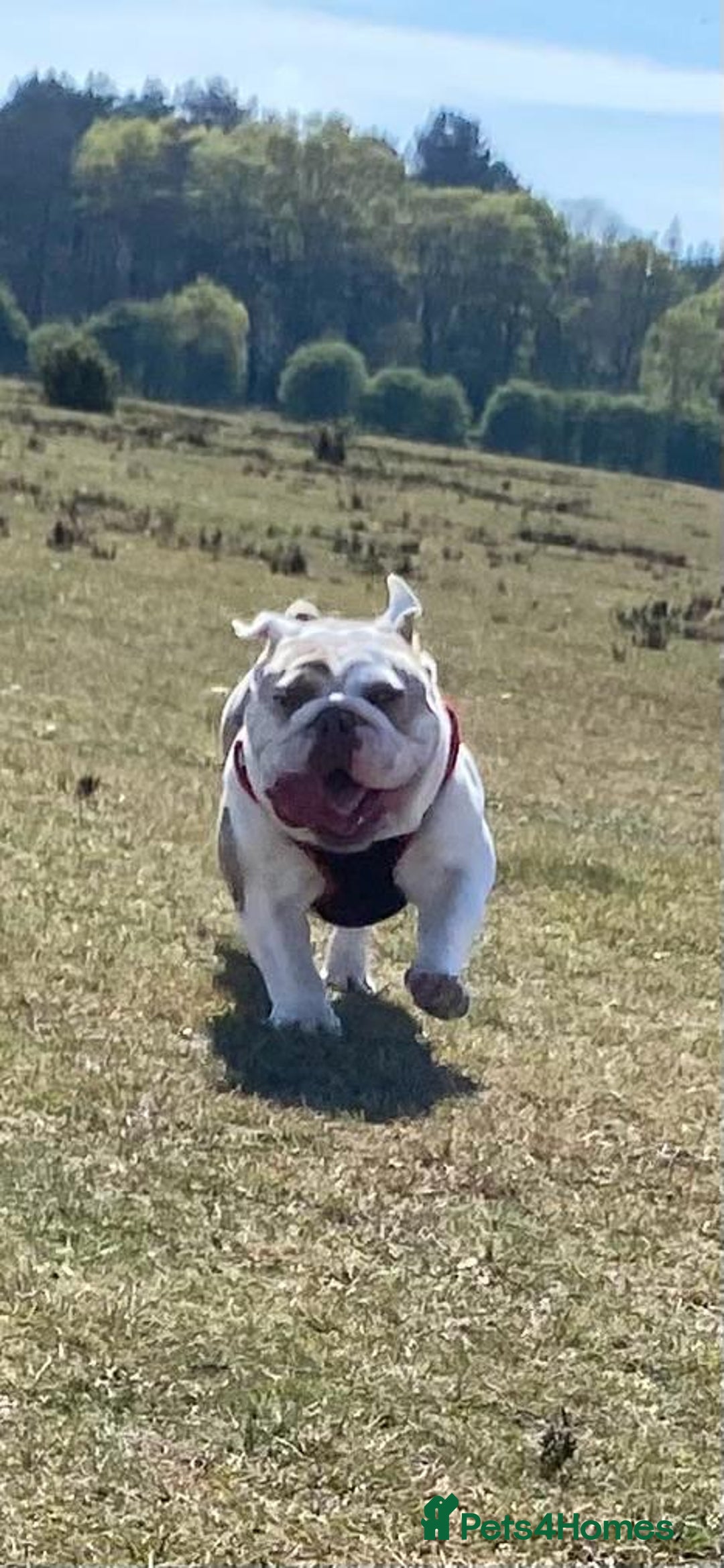 English Bulldog dogs for sale: KC registered bulldog  - Image 5