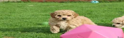 Poochon dogs for sale: Beautiful Poochon puppies for sale  - Advert 6