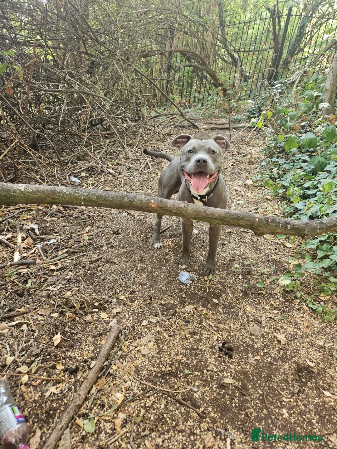 Mixed Breed dogs for stud: Staffordshire bull terrier x American Staff in London - Advert 2