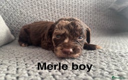 Cockapoo dogs for sale: F1 Cockapoo puppies  - Image 29