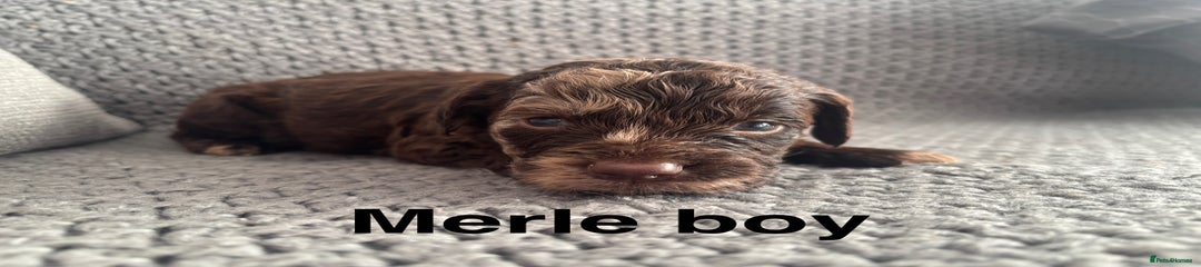 Cockapoo Puppy 1 Merle