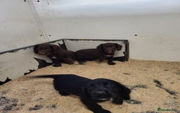 Cocker Spaniel dogs for sale: Cocker spaniel puppies  - Image 4