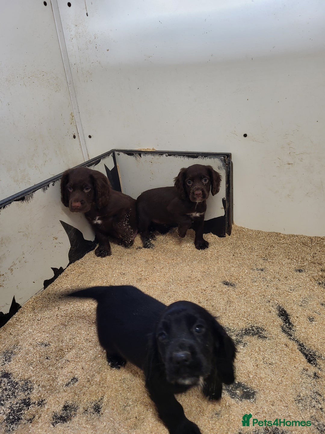 Cocker Spaniel dogs for sale: Cocker spaniel puppies  - Image 4