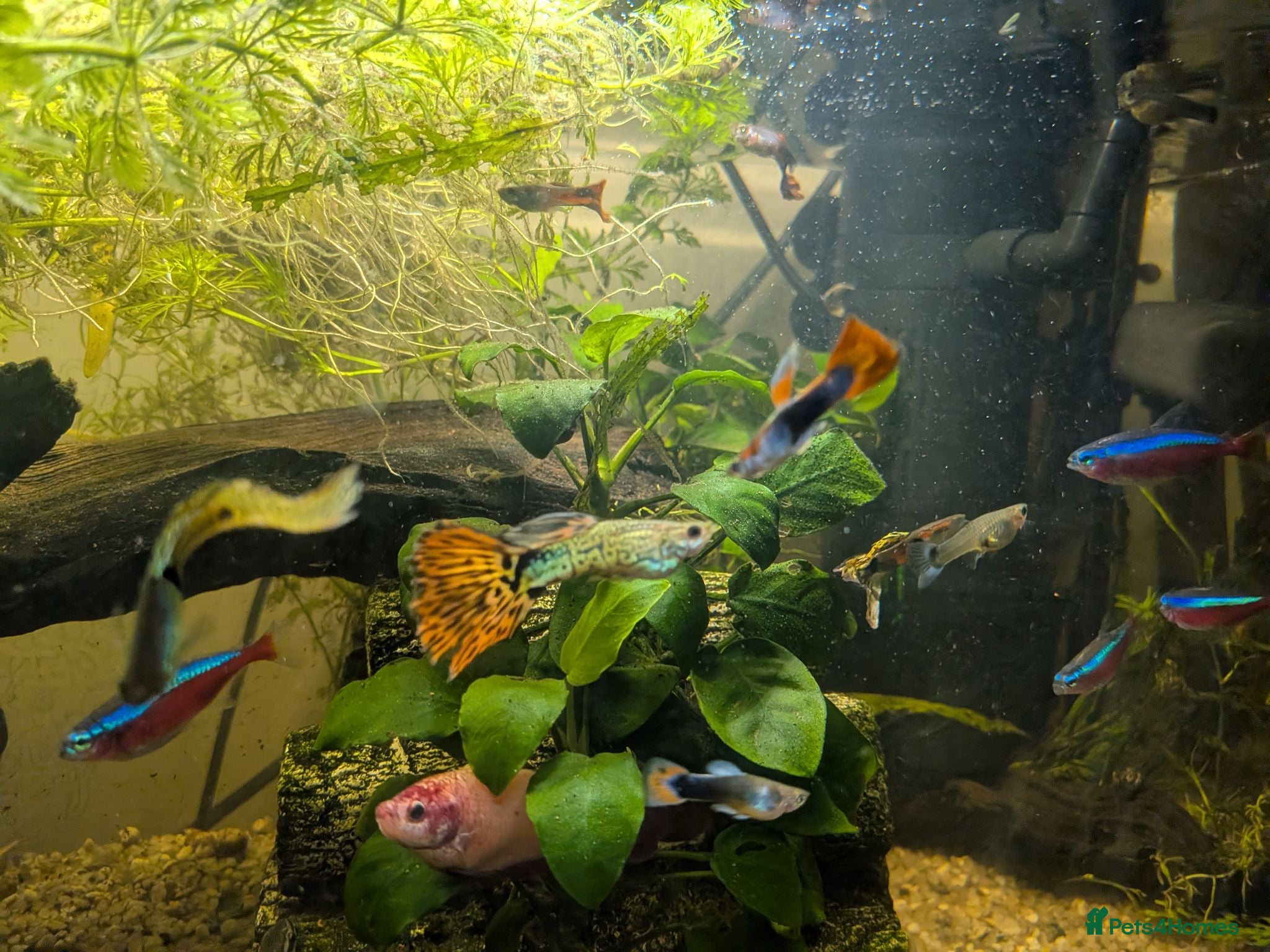 Live Bearers fish Mixed guppies  - Advert 1