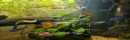 Live Bearers fish for sale: Mixed guppies  - Advert 1