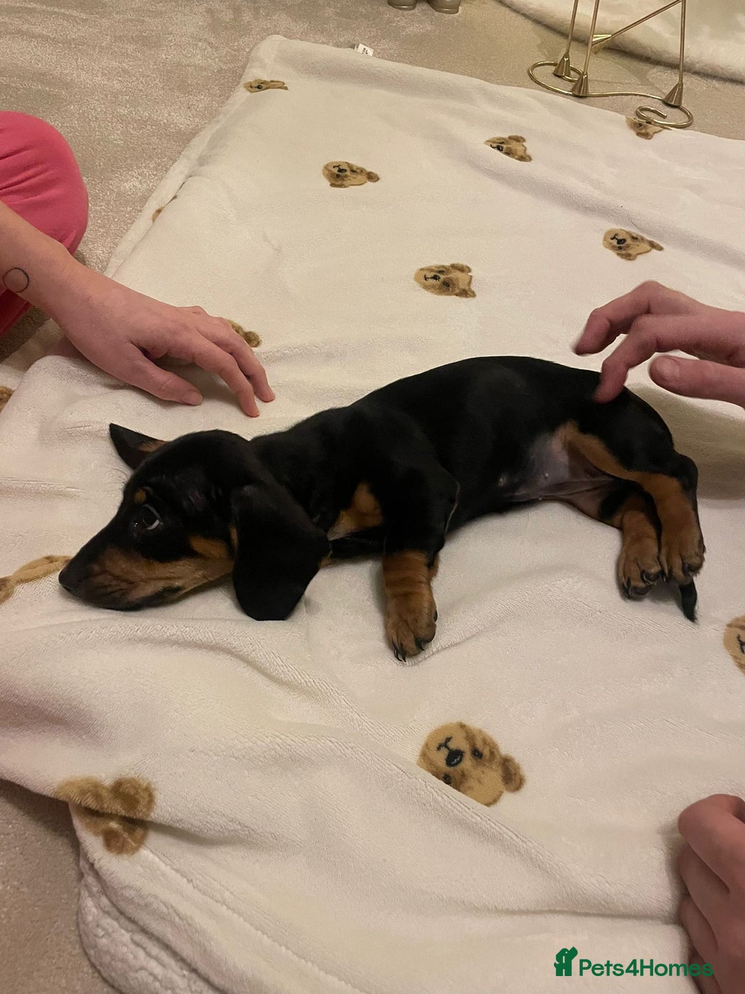 Dachshund dogs for sale: 3 adorable dachshunds puppies 2 boy 1 girls - Advert 8