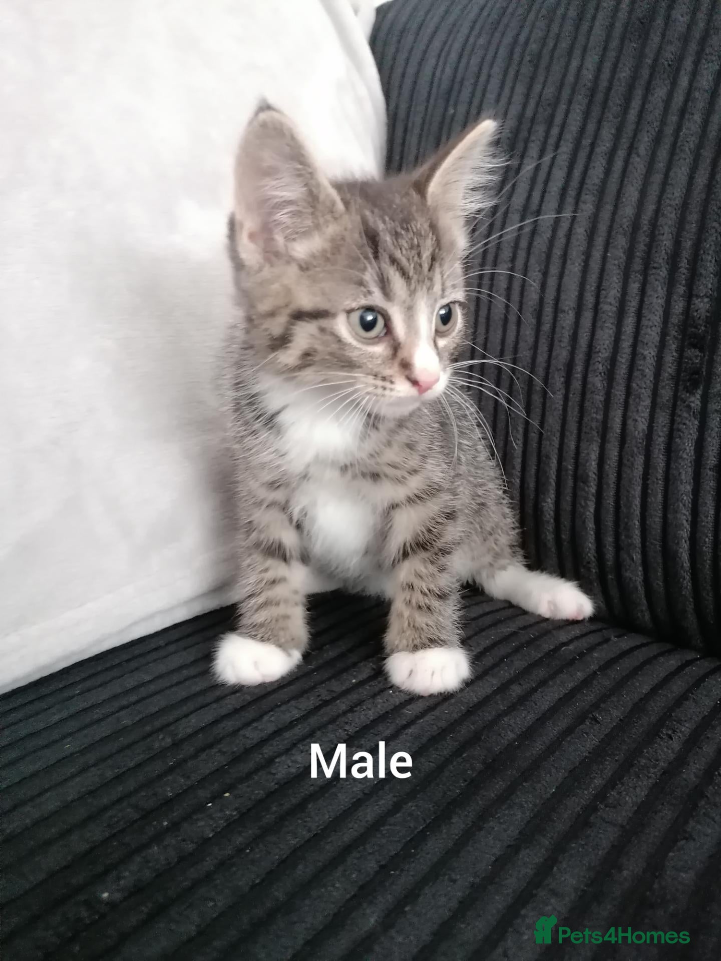 Mixed Breed cats Beautiful Kittens for sale  - Advert 2