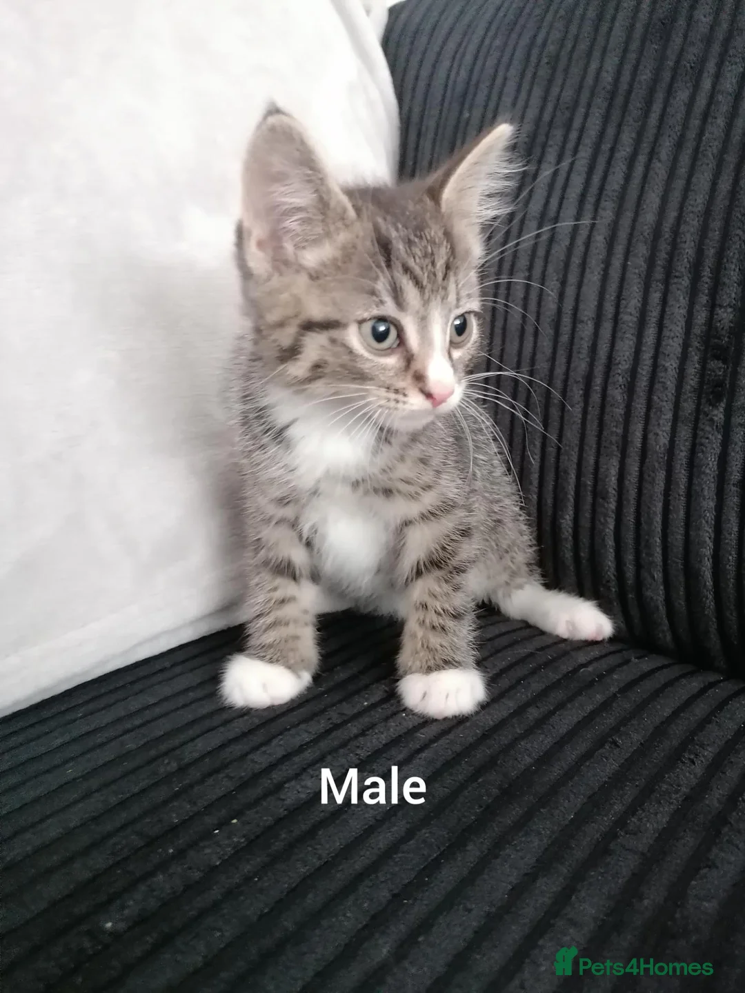 Mixed Breed cats for sale: Beautiful Kittens for sale  - Advert 1