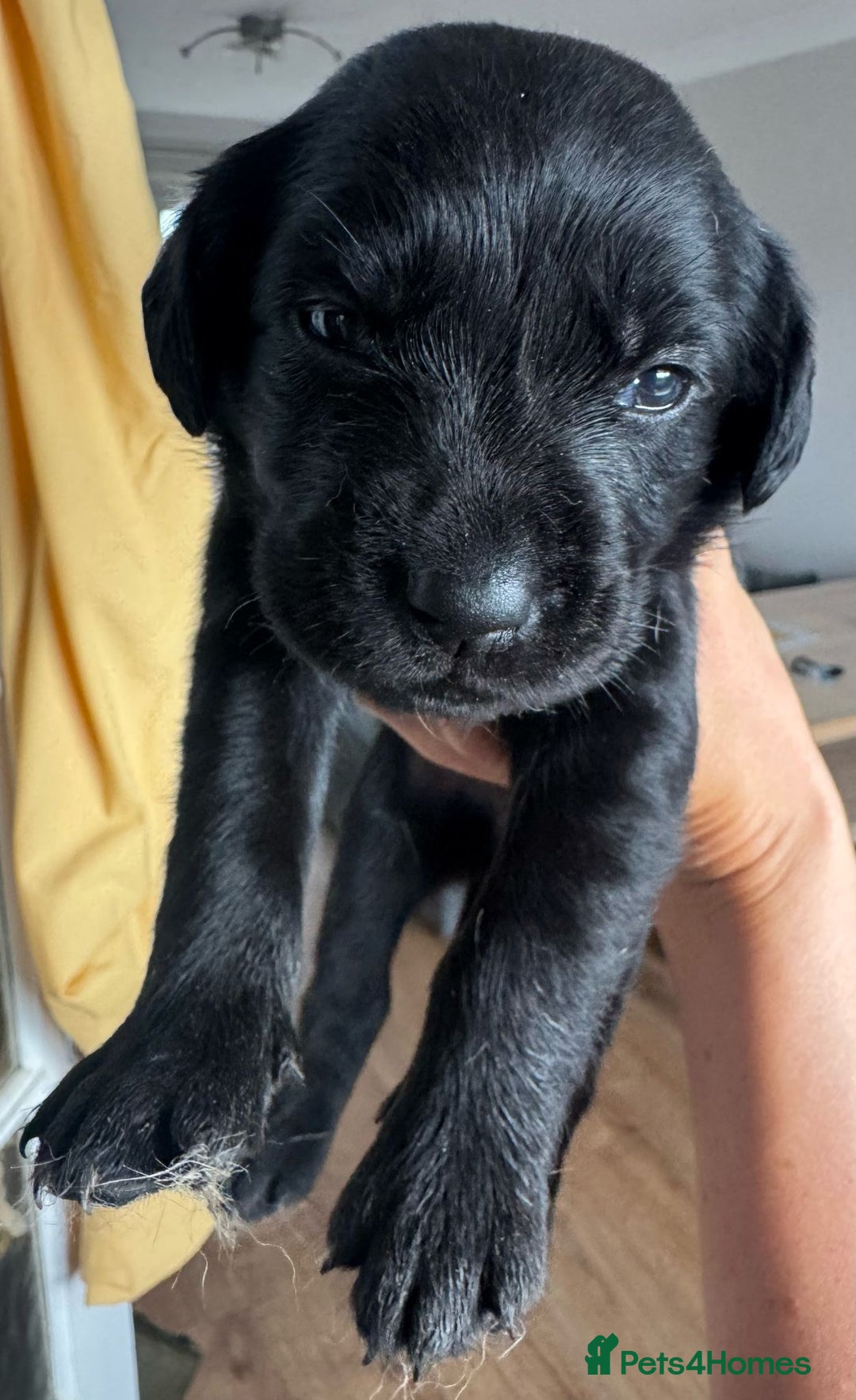 Springador dogs for sale: 8 Black Springador Puppies  - Image 6