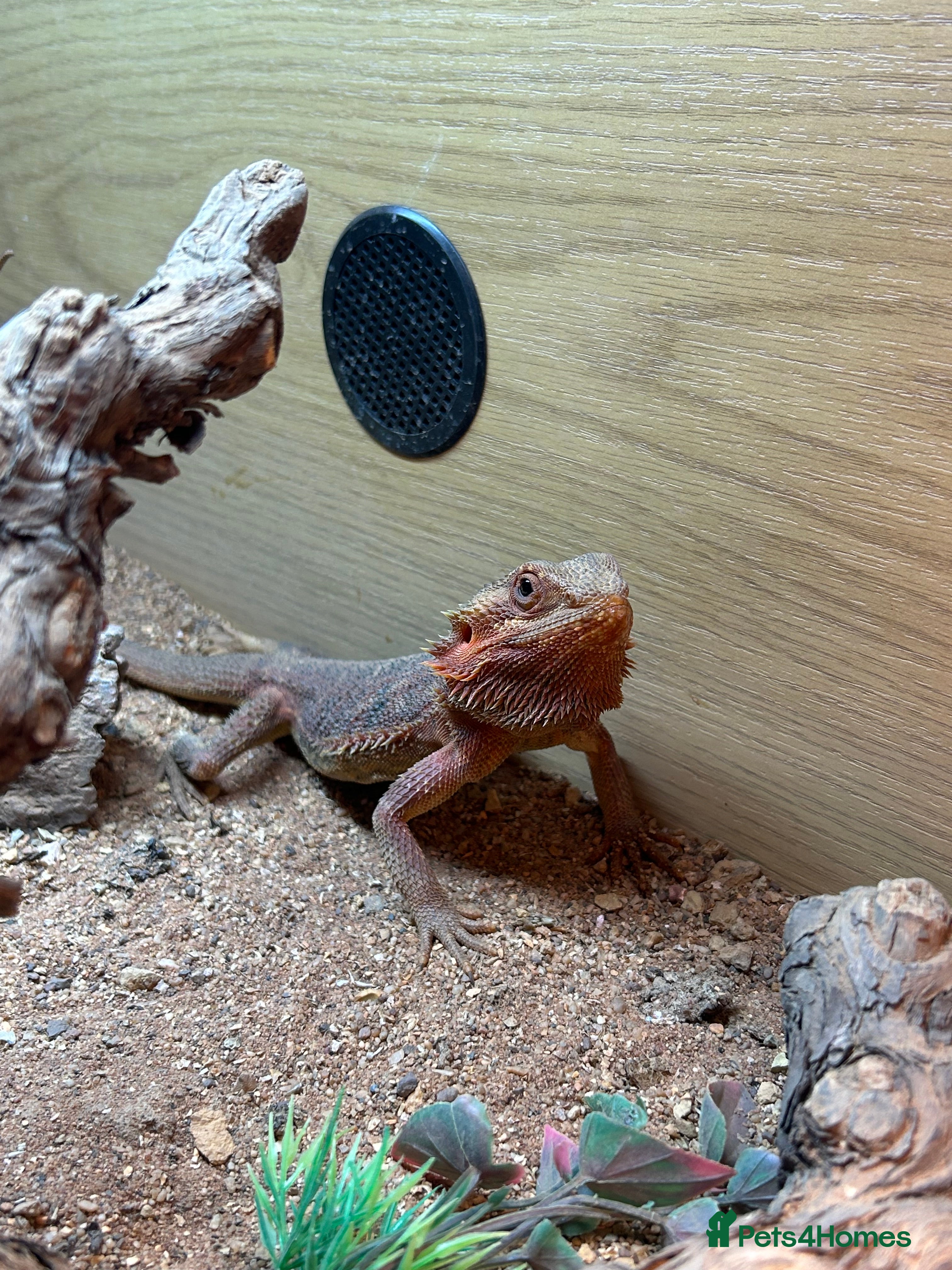 Bearded Dragon reptiles 1 year old female bearded dragon with enclosure  - Advert 13