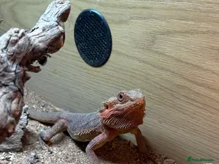 Bearded Dragon reptiles 1 year old female bearded dragon with enclosure - Advert 13