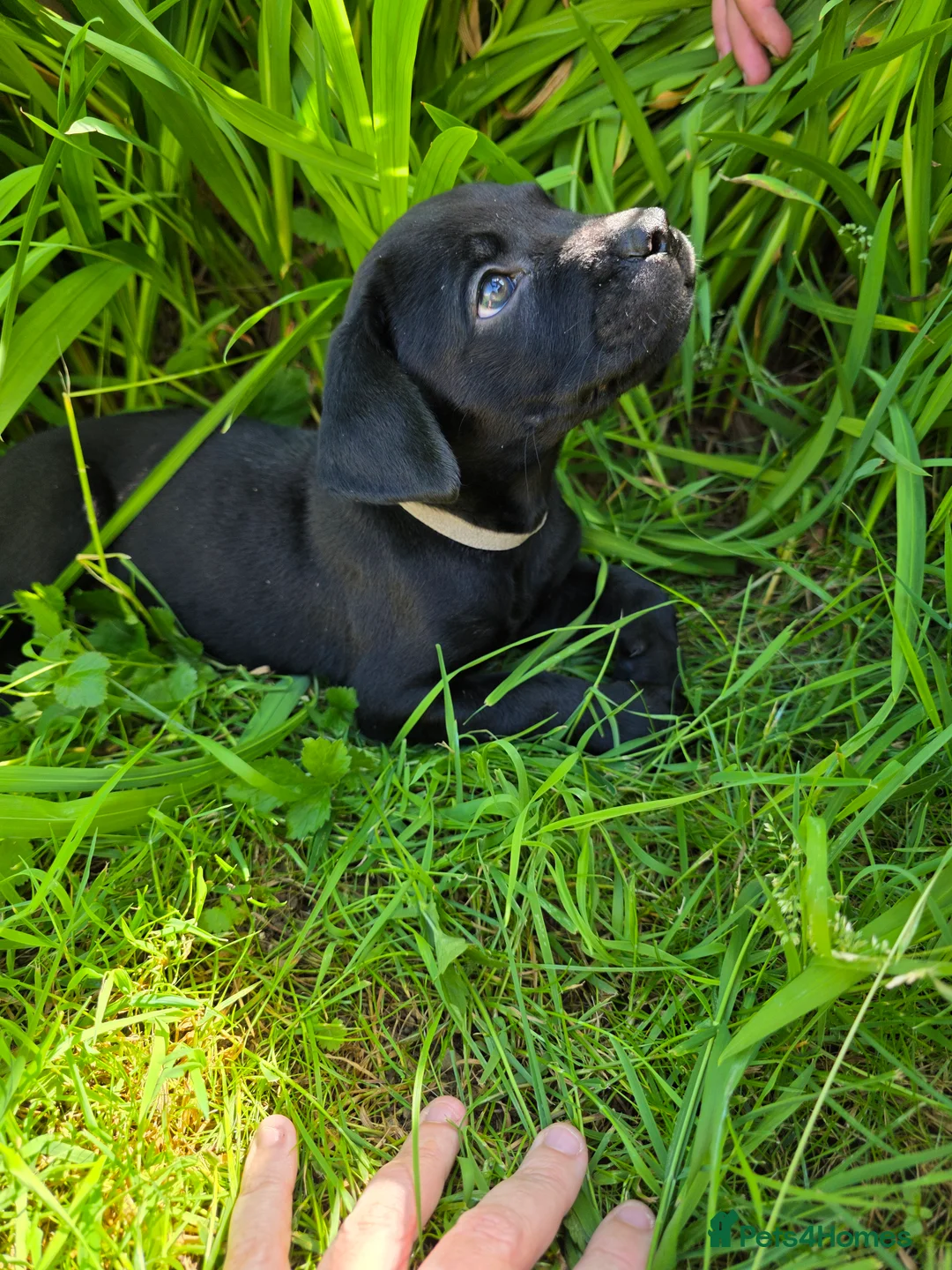 Mixed Breed dogs for sale: Dogue de bordeux x lab - Advert 2