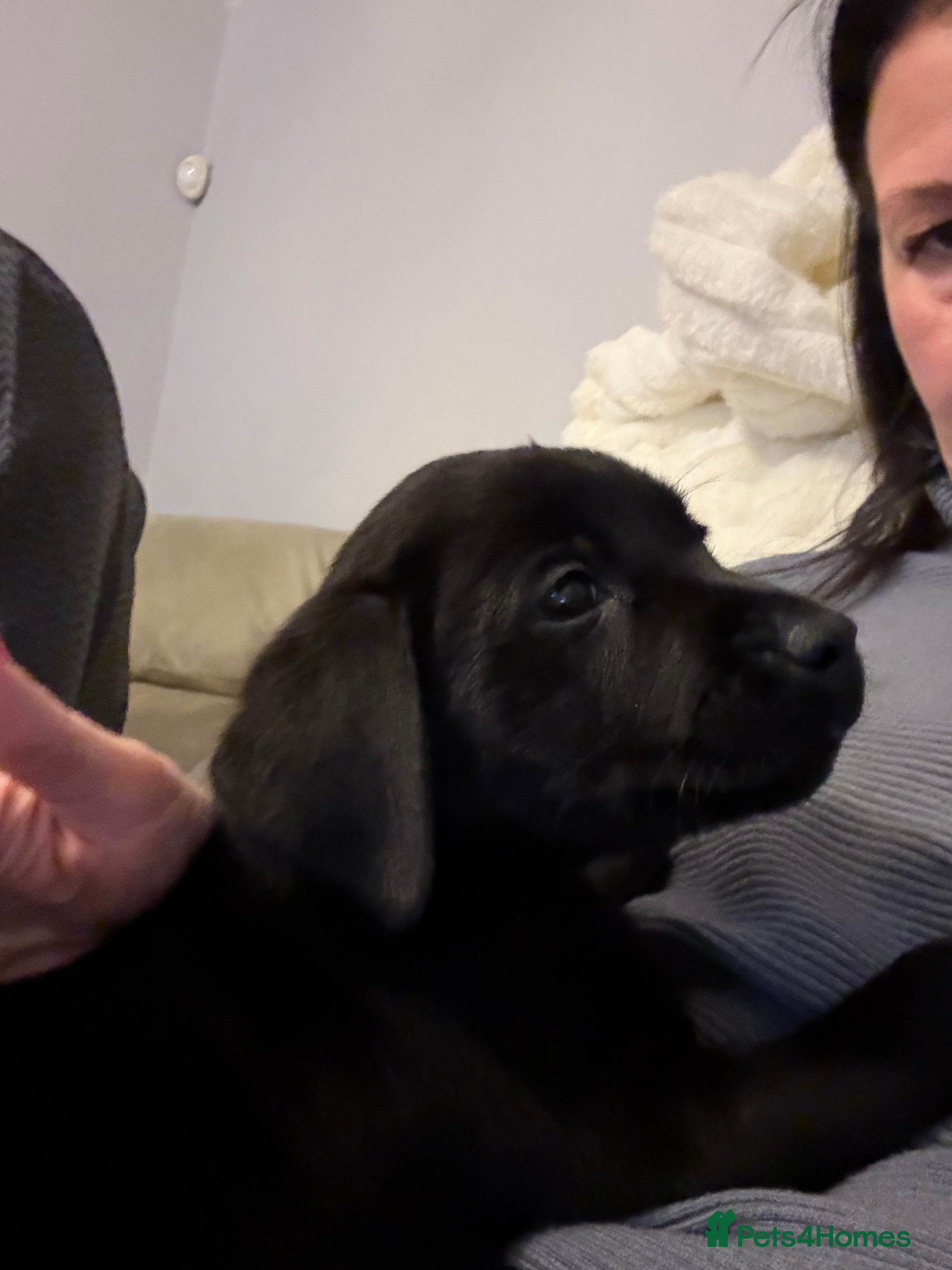 Labrador Retriever dogs Ready to leave Easter weekend Gorgeous Labradors! - Advert 2