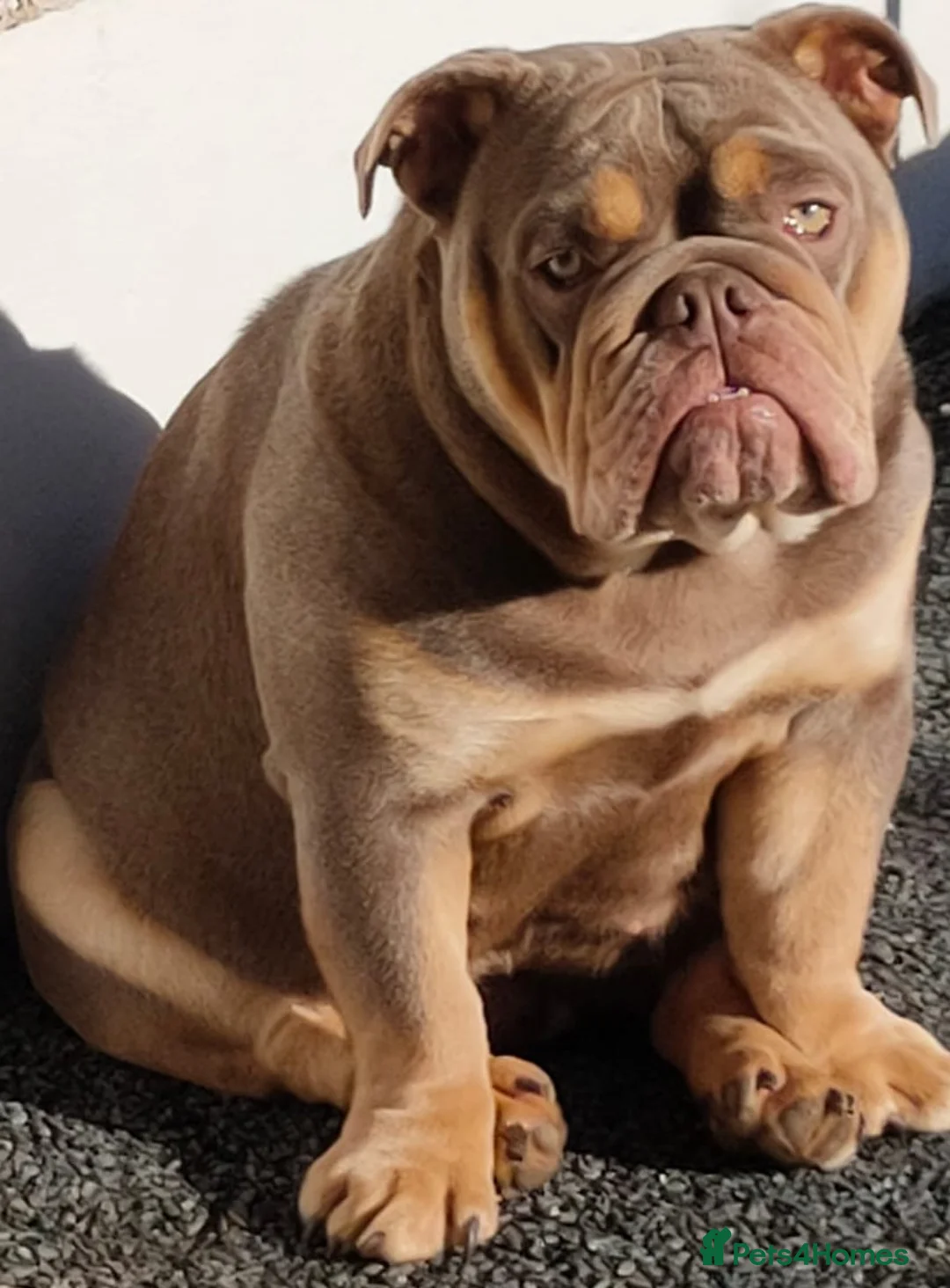 English Bulldog dogs for sale: Rehoming lilac and tan English bulldog  - Advert 1