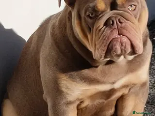 English Bulldog dogs Rehoming lilac and tan English bulldog - Advert 2