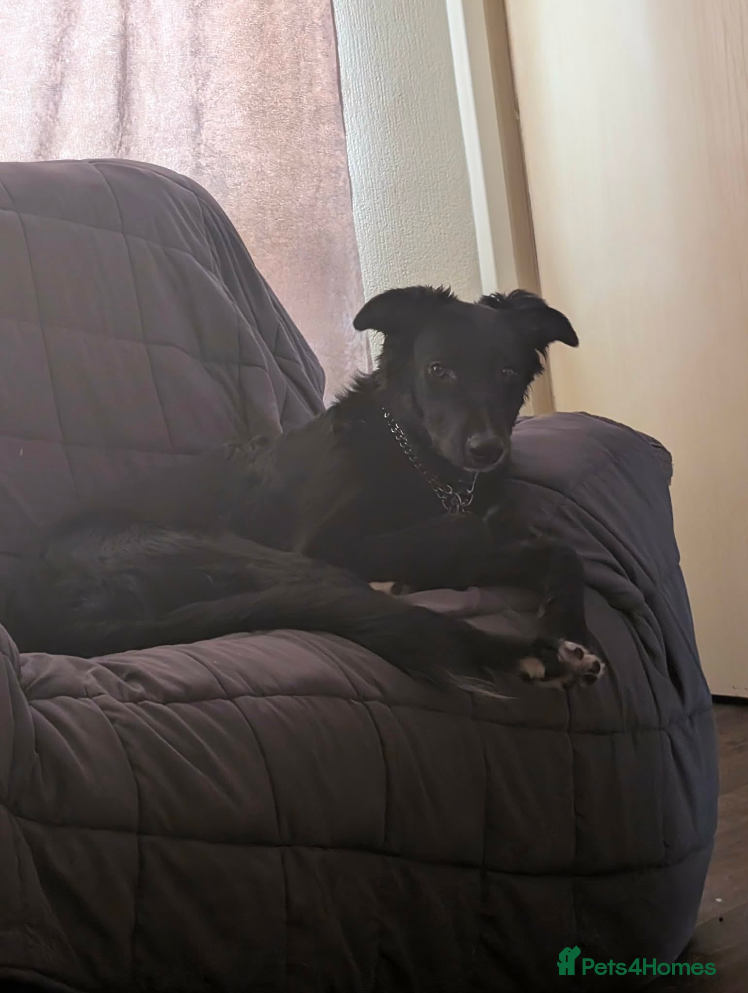 Mixed Breed dogs Collie cross Greyhound 9 months old - Advert 18
