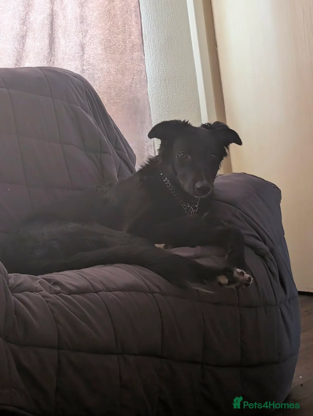 Mixed Breed dogs for sale: Collie cross Greyhound 9 months old in Barton-upon-Humber - Advert 1