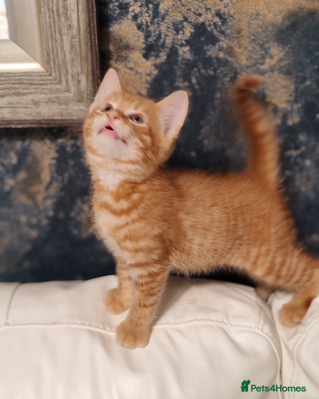 Mixed Breed cats for sale: Kittens for sale - Advert 10