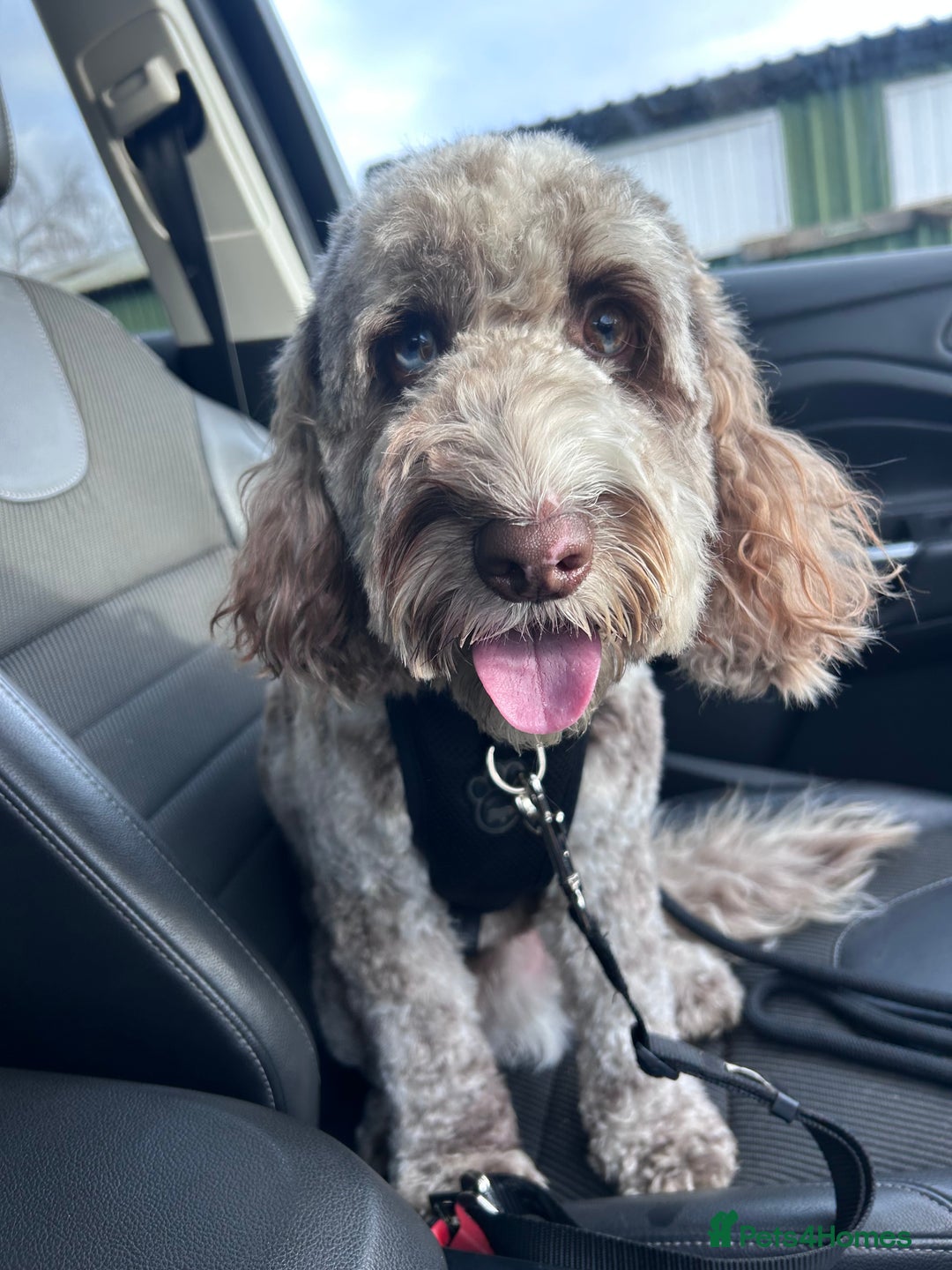 Cockapoo dogs for sale: Buddy needs a new home - Advert 4