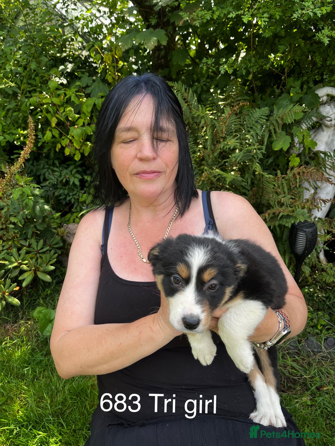 Border Collie dogs for sale: Beautiful baby borders  - Image 5