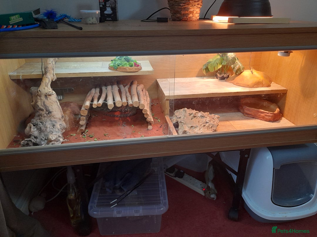 Bearded Dragon reptiles for sale: Year and a half old male bearded dragon incset up - Image 1
