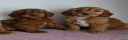 Cavapoo dogs for sale: cavapoo puppies - Advert 2