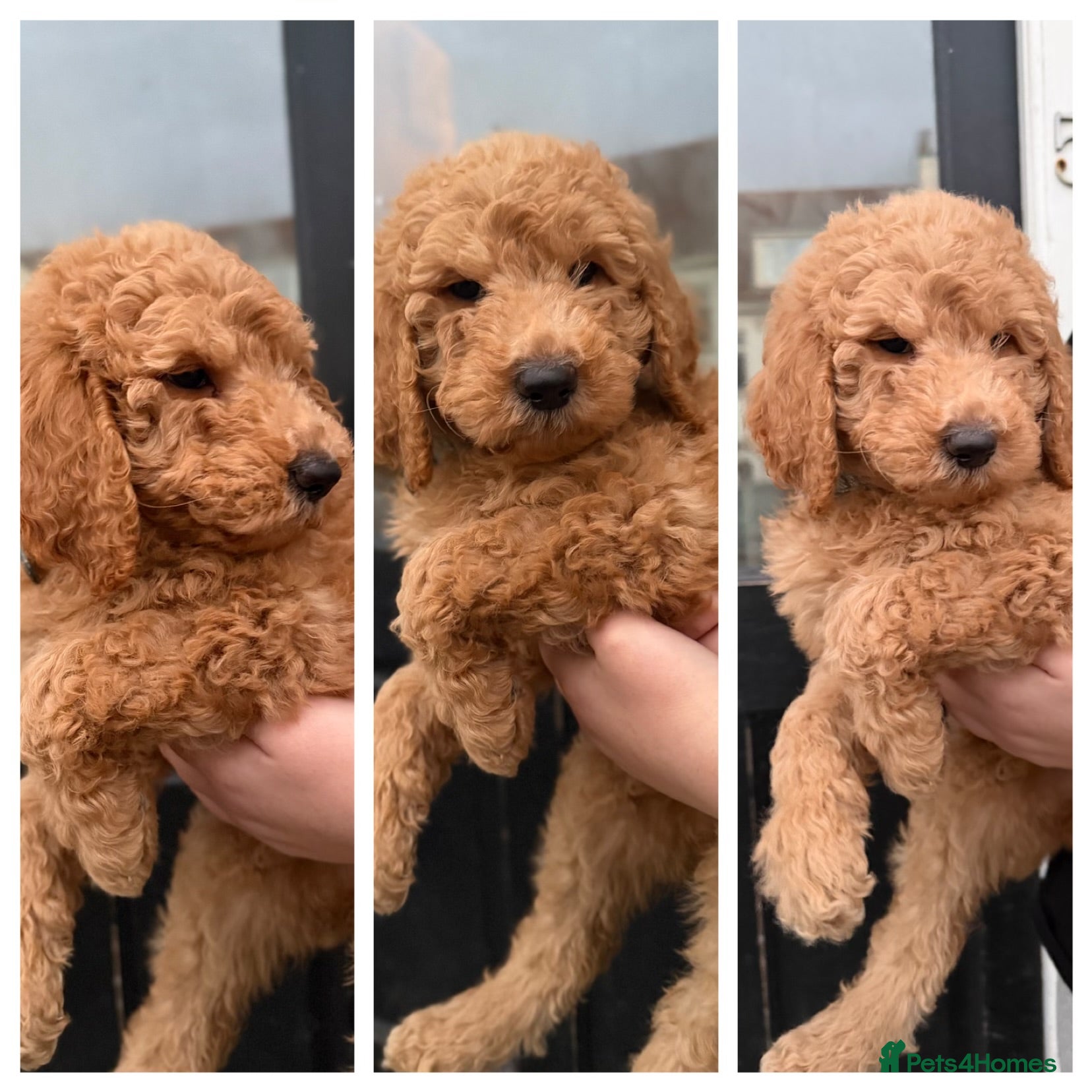 Goldendoodle dogs Goldendoodles Ready Now - Advert 8