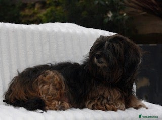 Mixed Breed dogs Havatoodle Pups - Advert 13