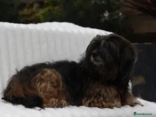 Mixed Breed dogs Havatoodle Pups - Advert 13