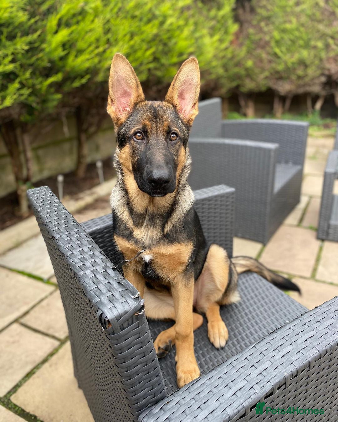 German Shepherd dogs for sale: German Shepherd Puppy  - Advert 1