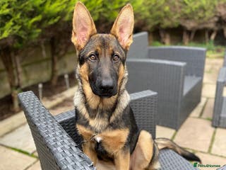 German Shepherd dogs German Shepherd Puppy - Advert 15