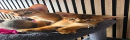 Abyssinian cats for sale: Beautiful Abyssinian Kitten  - Advert 8