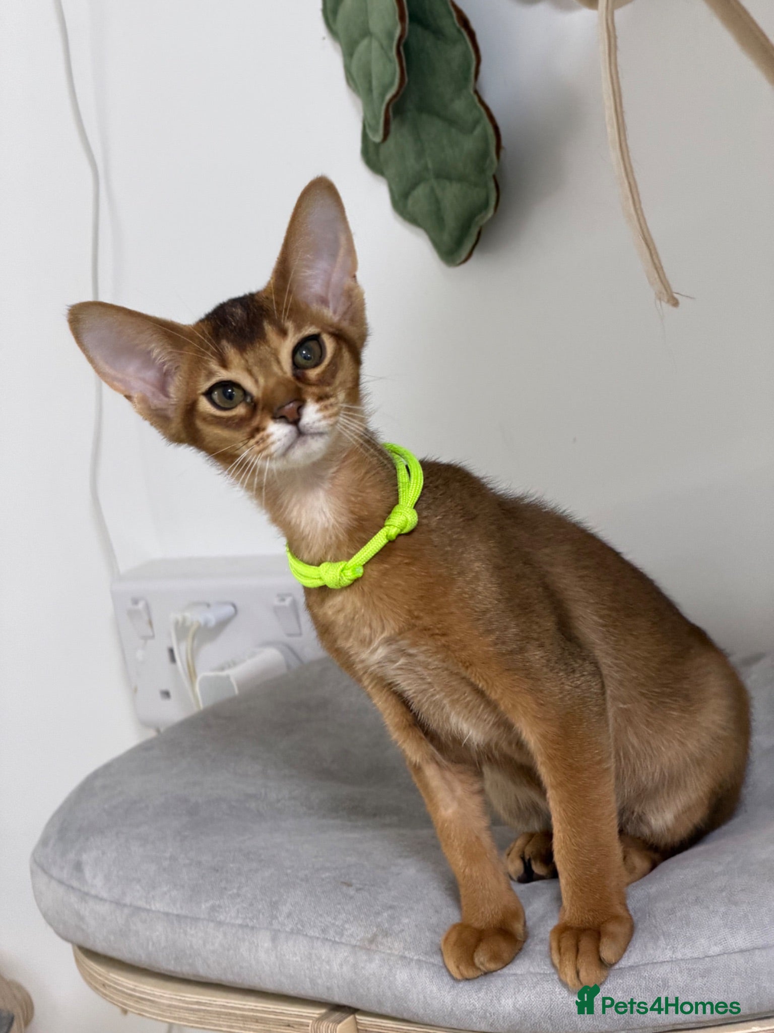 Abyssinian cats Pure breed Abyssinian kitten GCCF registered  - Advert 2
