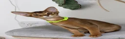 Abyssinian cats for sale: LAST BOY😻 - Advert 13