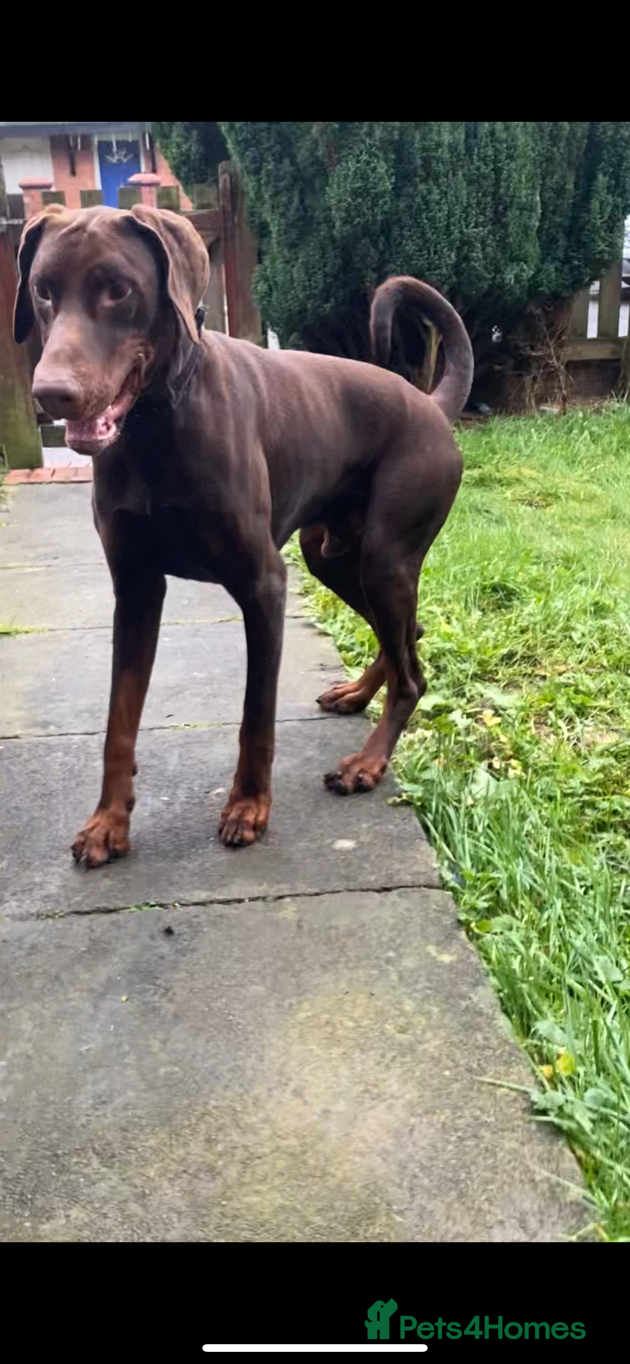 Dobermann dogs Doberman male  - Advert 1