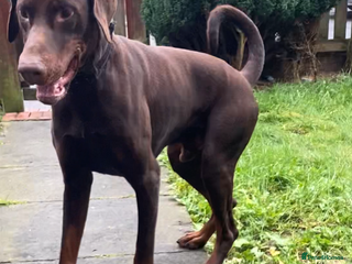 Dobermann dogs Doberman male - Advert 3