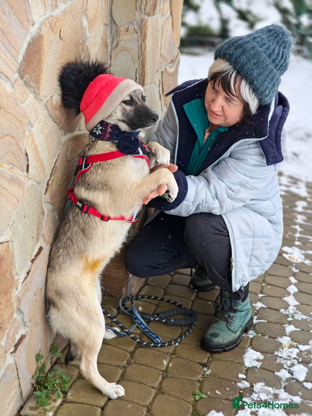 Mixed Breed dogs for adoption: ❤️TILLY -gentle, and affectionate pup❤️ - Advert 11