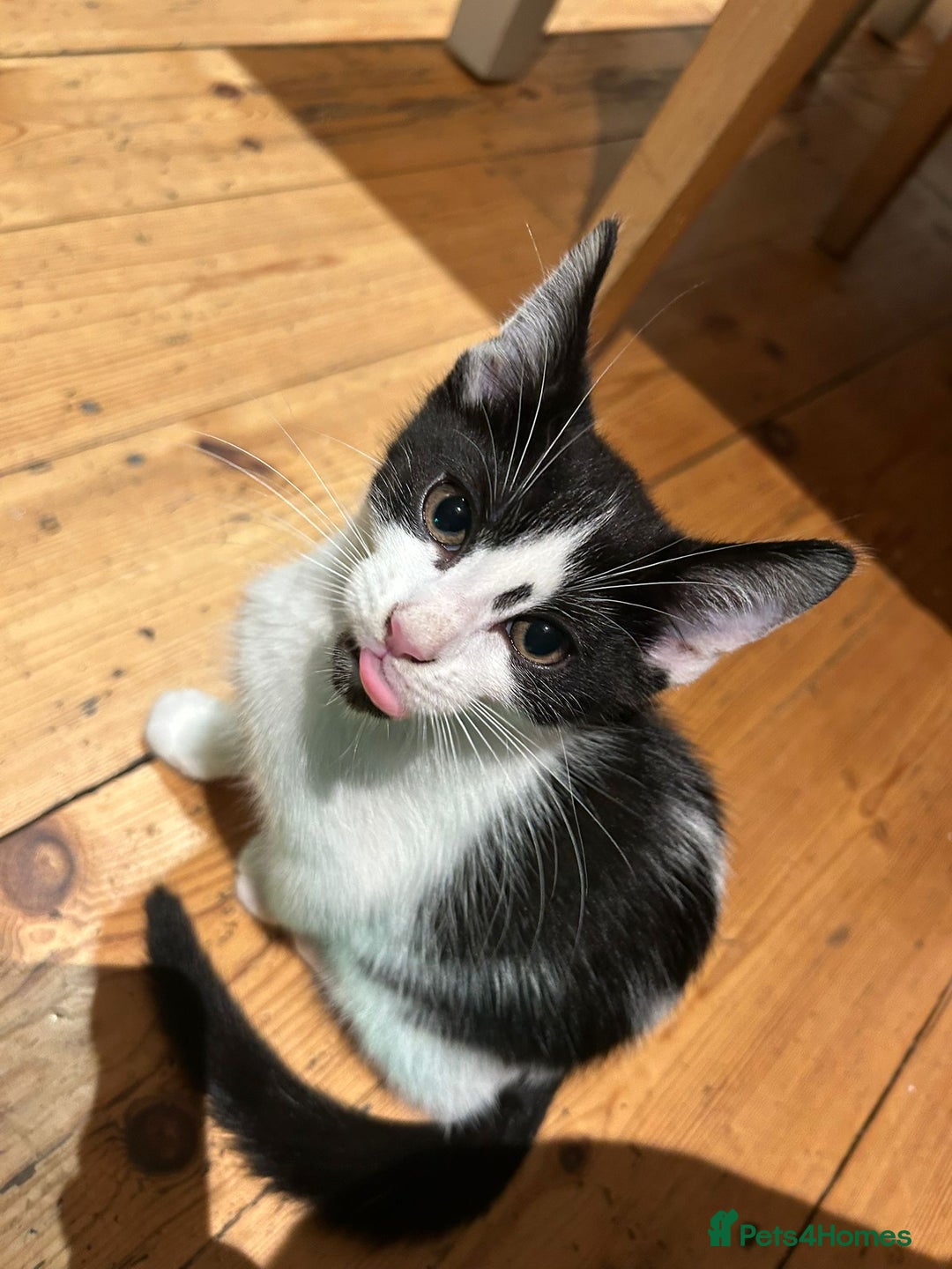 Mixed Breed cats for sale: Two male kittens looking for a loving home - Image 9