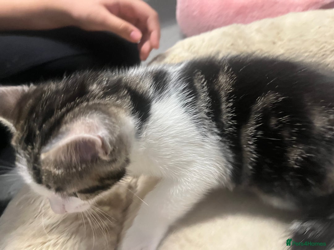 Mixed Breed cats for sale: 🐾 2Beautiful Kittens  - Advert 6