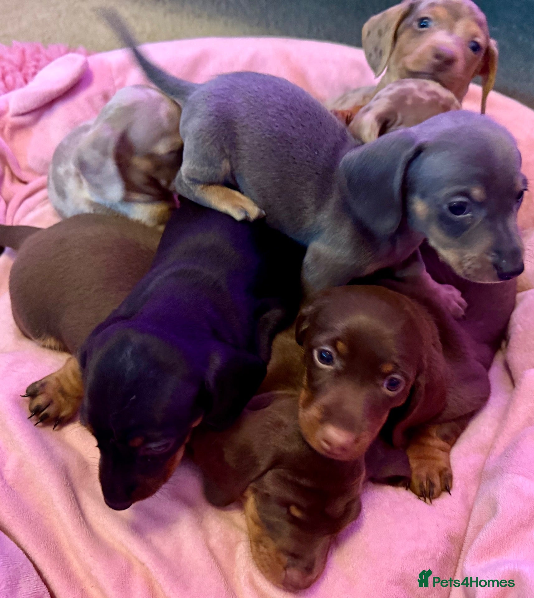 Miniature Dachshund dogs Miniature Dachshund Puppies  - Advert 9